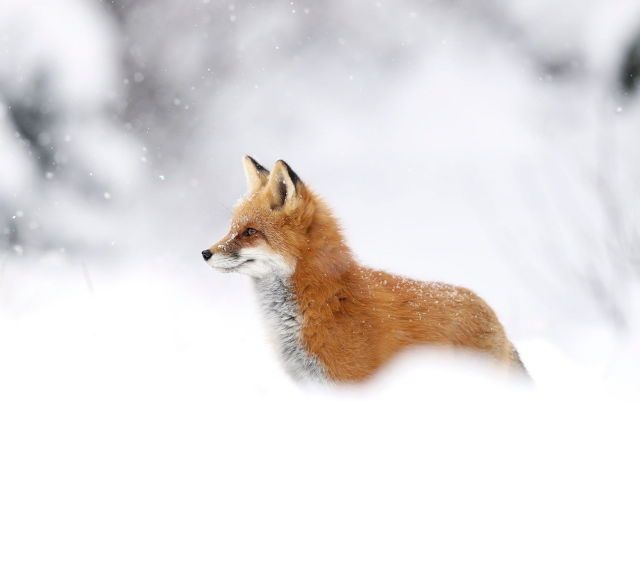 nievezorro.jpg